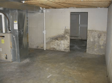 Moldy basement